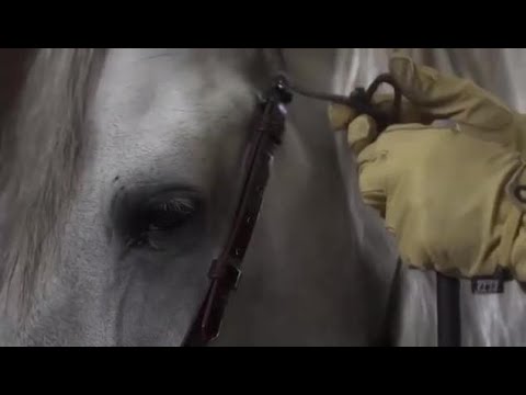 El caballo blanco de Sergio Ramos, campeón de Andalucía 2016