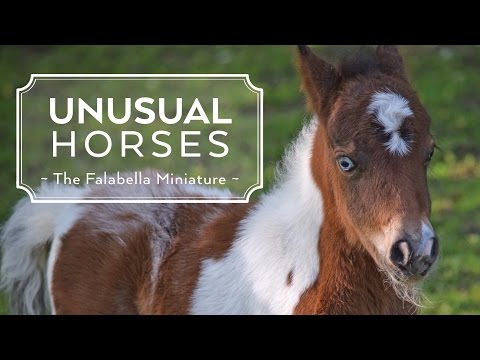 Unusual Horses: Falabella Miniature