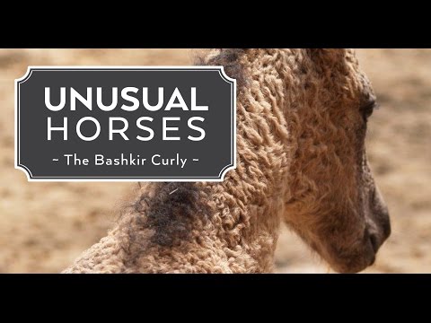 Unusual Horses: Bashkir Curly