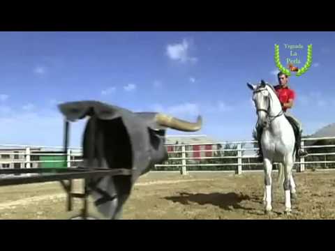 El caballo lusitano para torear: Manuel Vidrié