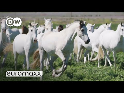 Andalusian Horses: These Carthusian Horses are Europe&#039;s oldest breeds | Pura Raza Española