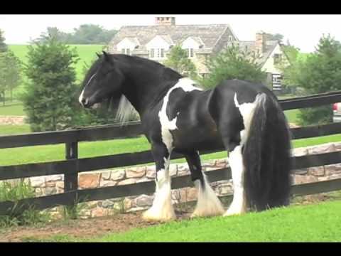 The Gypsy Horse TV Series- Season ONE