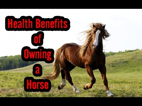 Top 10 Health Benefits of Owning a Horse