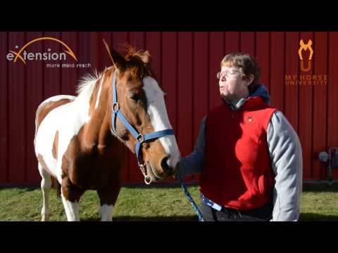 Horse Play and Behavior