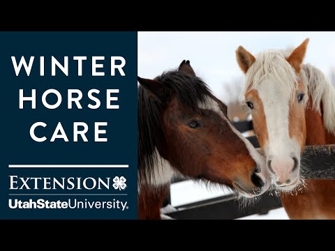 How to Care for Horses in the Winter