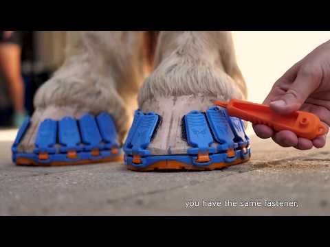 Sports Shoe for Horses | The Henry Ford’s Innovation Nation