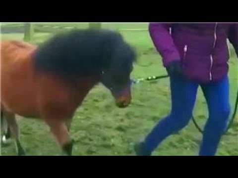 El primer caballo guía para personas ciegas en Reino Unido|CCTV Español