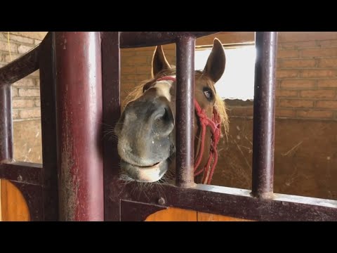 Cuacolandia, el refugio mexicano para caballos maltratados