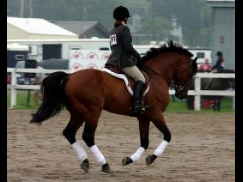 Trote y galope del caballo criollo Colombiano - TvAgro por Juan Gonzalo Angel