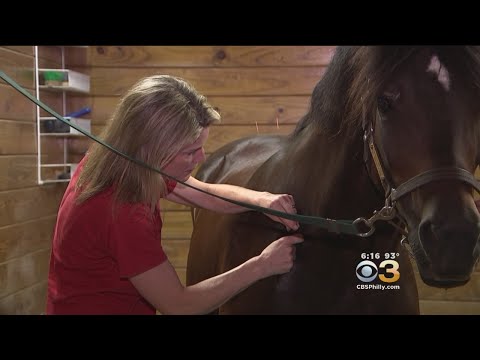 Acupuncture For Horses