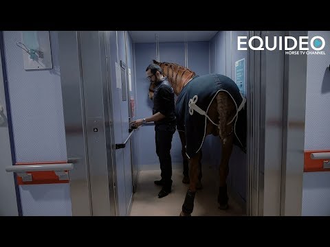 Peyo Cheval de Coeur