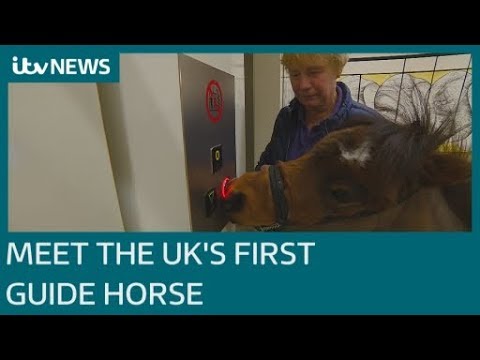 Meet Digby, the UK&#039;s first guide horse | ITV News