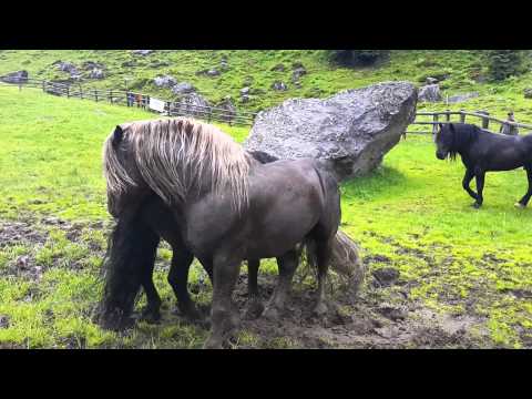 Noriker Hengstauftrieb Kirchberg 2015 Teil 3: Die Schlammschlacht