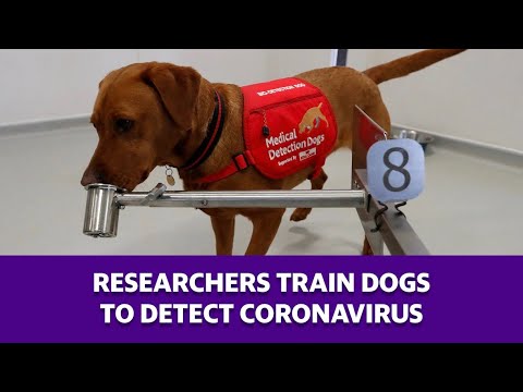 Researchers train dogs to detect coronavirus