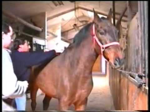 El mantenimiento del caballo deportivo con acupuntura