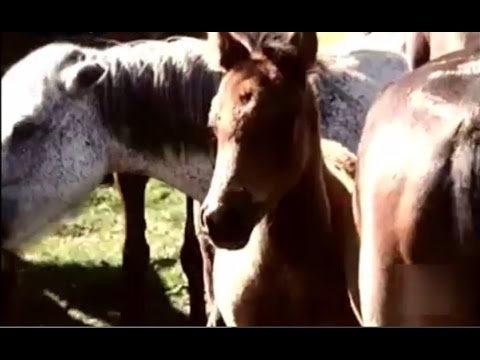 1975 Caballos salvajes de Galicia - Cimarrones - Curros Rapa das Bestas de Sabucedo Horses Spain