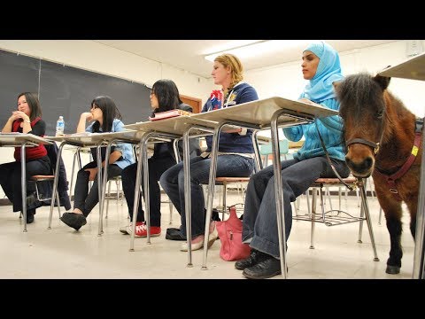 Miniature Guide Horses for the Blind