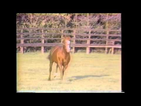 Northern Dancer a Champion part.4