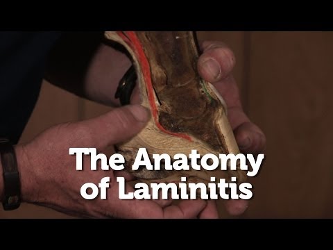 The Anatomy of Laminitis in Horses
