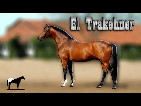 De Ser El Caballo Mas Feo A Ser El Mas Elegante De Europa (Trakehner)🐴-Del Cerro Soy