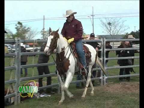 Cría de la Raza Equina Paint Horse.