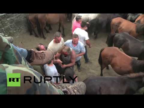 Spain: Men attempt to fight wild horses at &#039;Rapa das Bestas&#039;