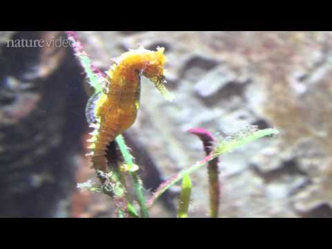 How the seahorse got its shape – by Nature Video