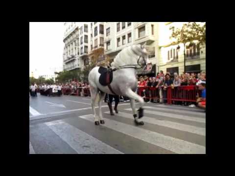 Caballos bailarines en la Entrada de Moros y Cristianos de Valencia - 9 Octubre 2016