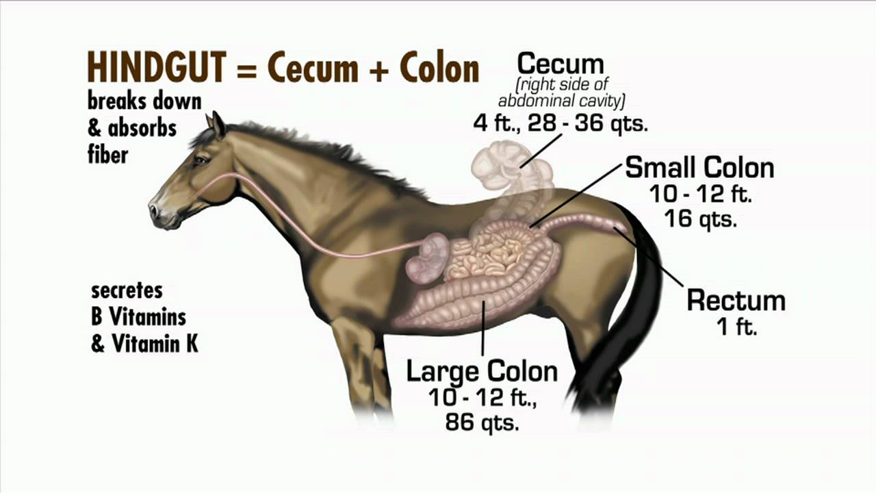 The Horse's Digestive System - Gustavo Mirabal Castro