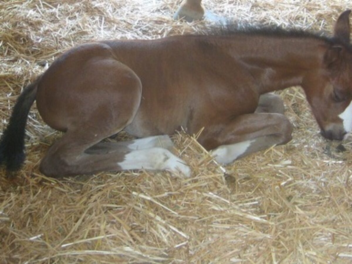 ¿Sabe por qué los caballos duermen parados y sueñan acostados?