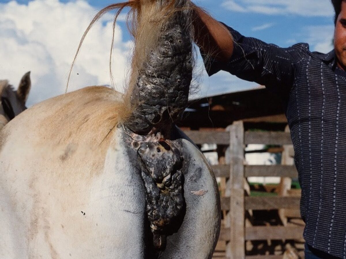 Equine Melanoma Detection And Treatment Gustavo Mirabal Castro