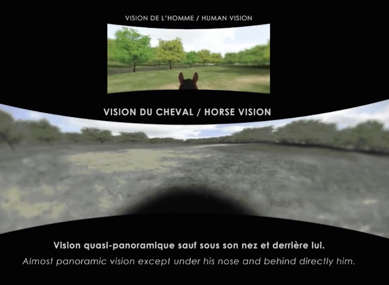 how the sense of sight of horses works  gustavo mirabal castro