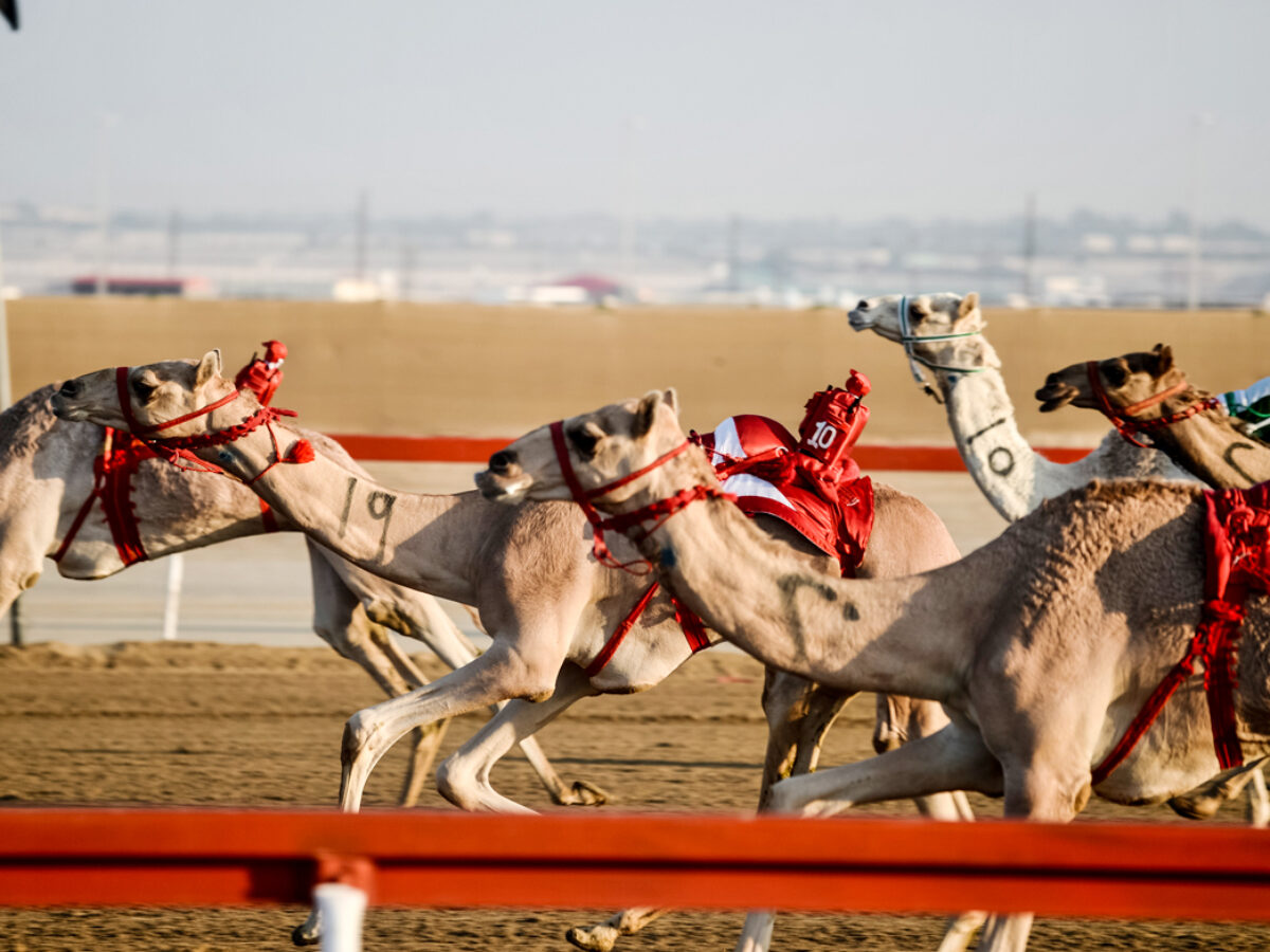 Camel racing, the national sport of Dubai - Gustavo Mirabal Castro