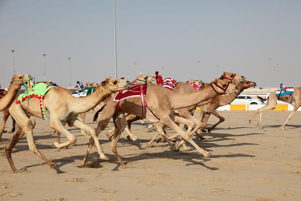 Camel racing, the national sport of Dubai - Gustavo Mirabal Castro
